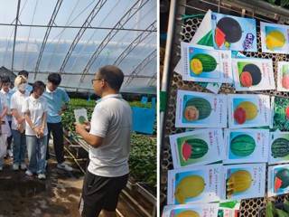 【笃行实干 青春向上】智甜兴农践初心 瓜田沃土写青春－淮北师范大学生命科学学院“智甜兴农 绿壤瓜航”实践团队暑期社会实践活动